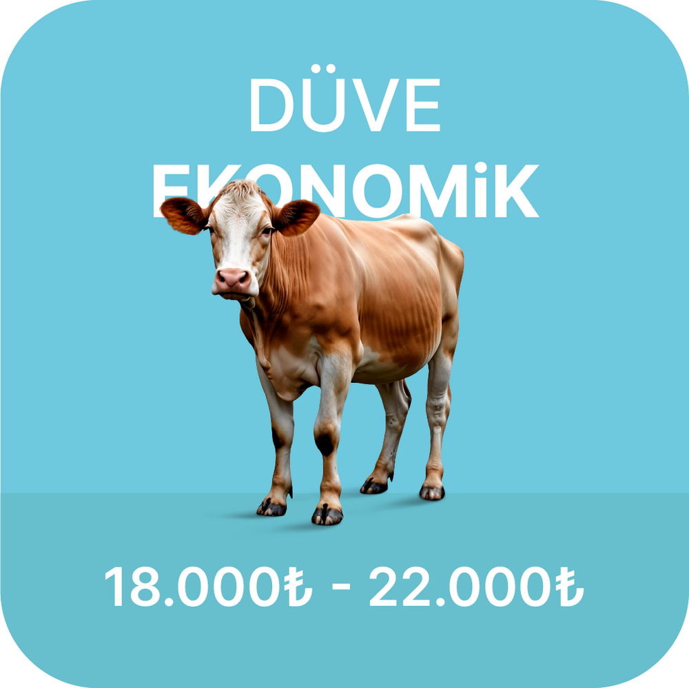 Ekonomik Büyükbaş Kurban Fiyatları 2024