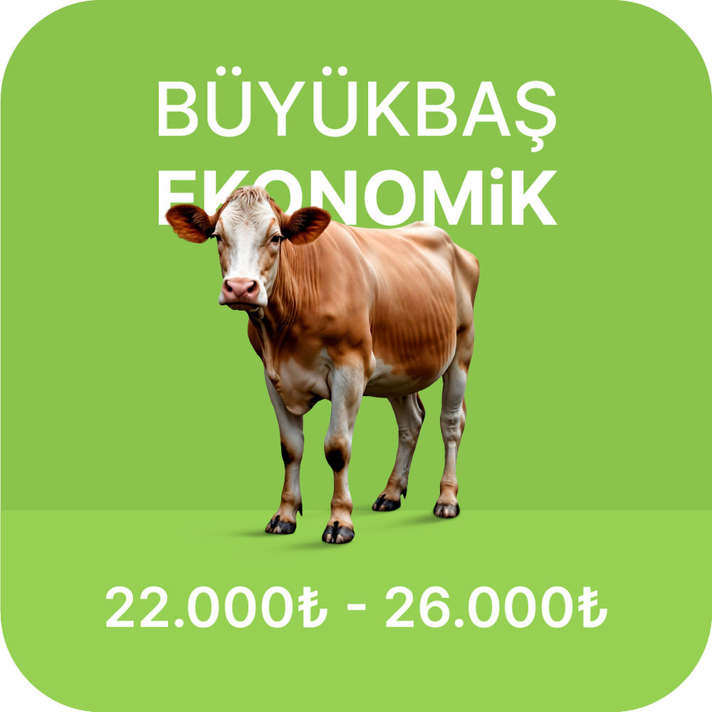 Büyükbaş Kurban Fiyatları 2024