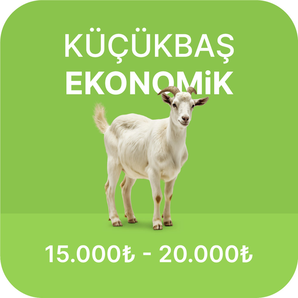Ekonomik Büyükbaş Kurban Fiyatları 2024