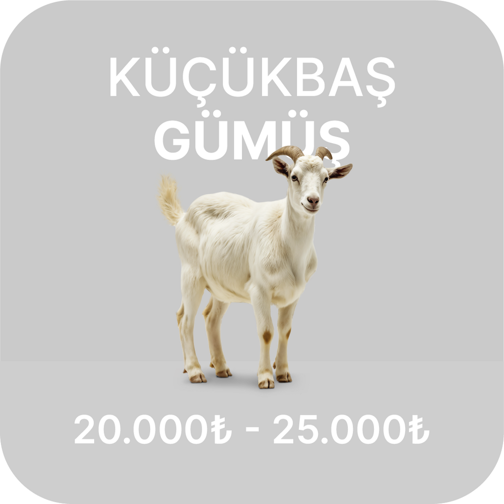 Büyükbaş Kurban Fiyatları 2024
